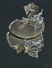 Bisected-Skull-08-1