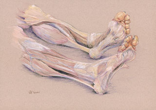 Dissected Legs