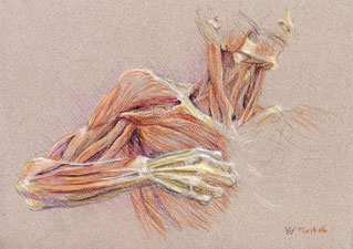 Drawing the Bow