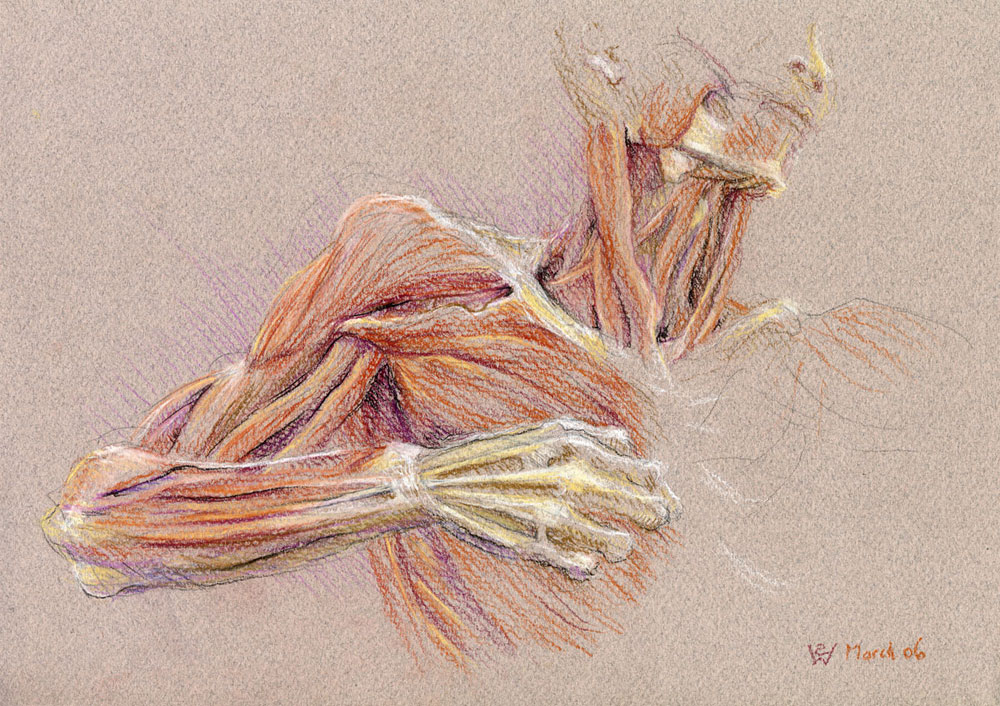 Drawing the Bow, pastel by Australian artist Susan Dorothea White
