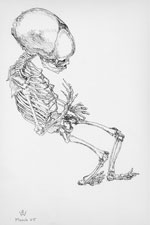 Fetal Skeleton