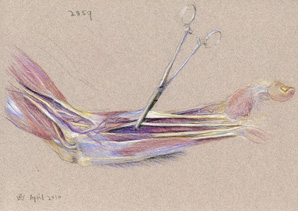 Left Forearm, 2010, pastel drawing by Australian artist Susan Dorothea White