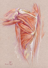 Left Shoulder
