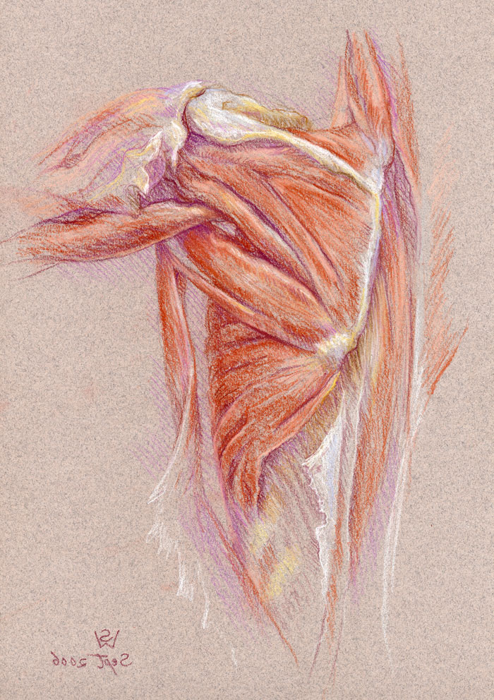 Left Shoulder