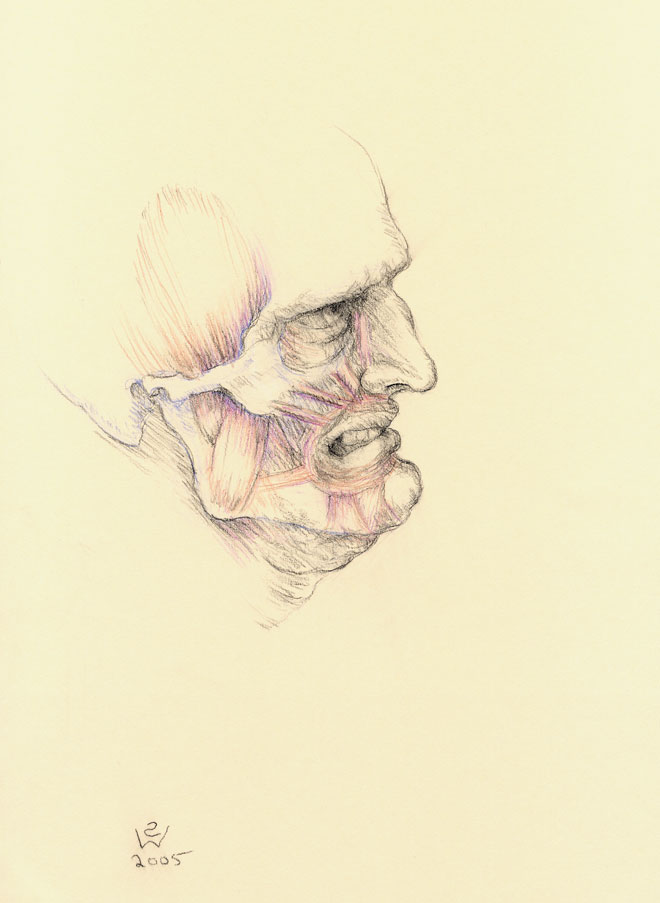 Muscles of Disgust