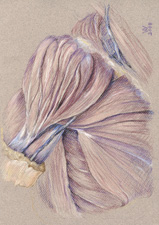 Pectoralis-deltoid-1