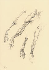 Right Upper Limb Muscles and Bones