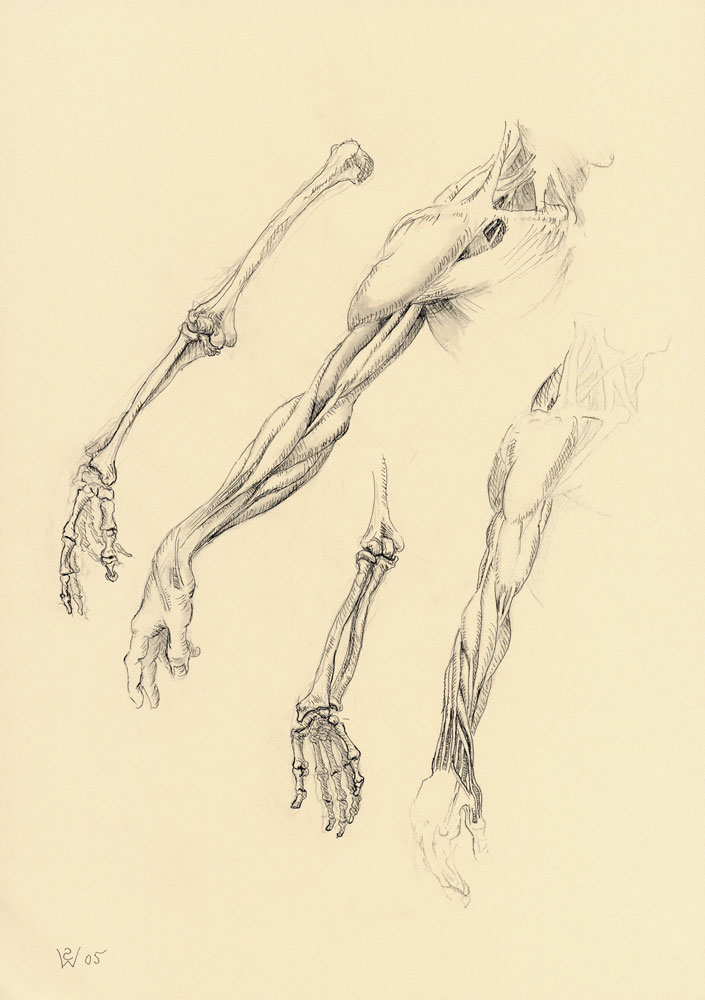 Right Upper Limb: Muscles and Bones, Rotation of Forearm