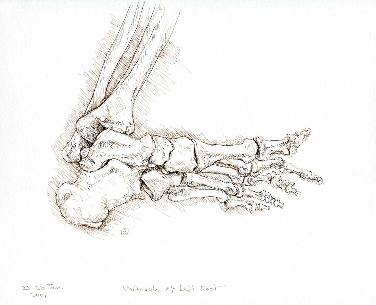 Sole of Left Foot and Ankle