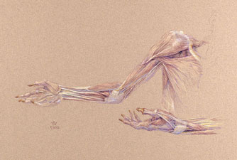 Supinated Upper Limb (Mathew...)