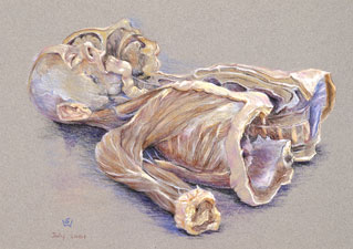 Torso in Sagittal (Median) Plane