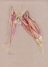 Abducted Thigh