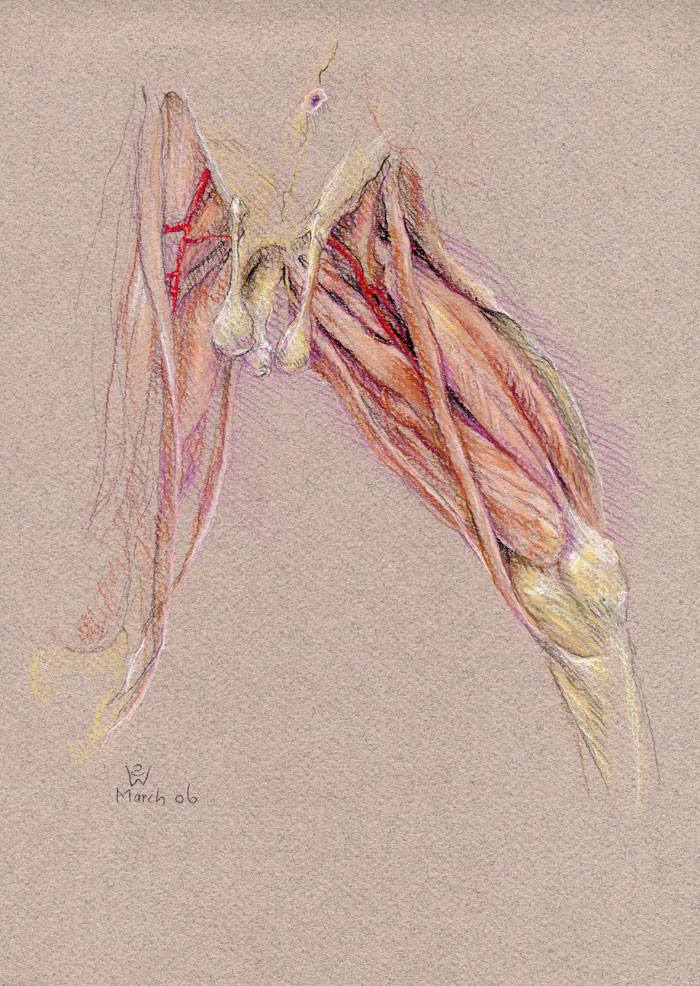 Abducted Lower Limb: Thigh Muscles and Femoral Artery
