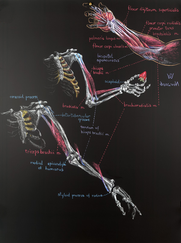 Lifting Board with Index Finger. Flexed Upper Limb with Supinated Forearm. Extended Upper Limb with Pronated Forearm