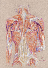 back-muscles-mirror-tendons-2007-1