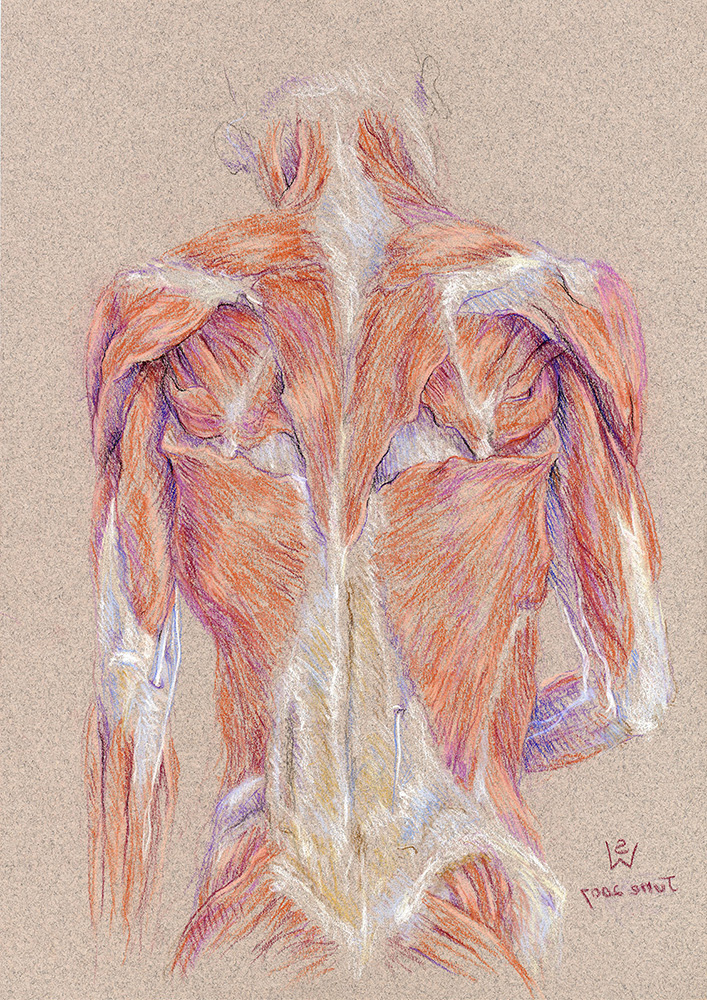 back-muscles-mirror-tendons-2007-2