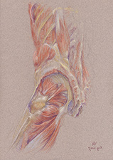 deep-hip-muscles-lateral-rotators-2007-1