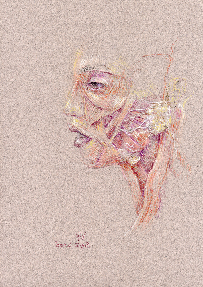 facial-muscles-expression-parotid-gland-left-profile-2006-2