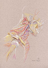 levator-scapulae-2006-1