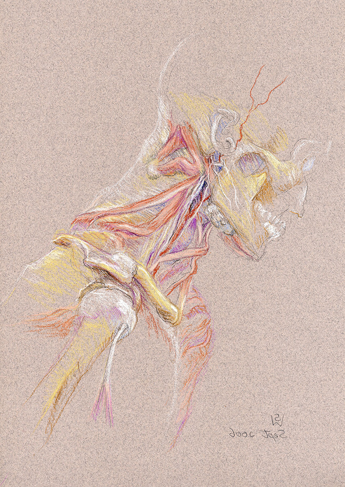levator-scapulae-2006-2