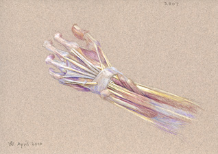 Left Hand (study for 'Dr Freeman's Anatomy Lesson'), 2010, pastel drawing by Australian artist Susan Dorothea White