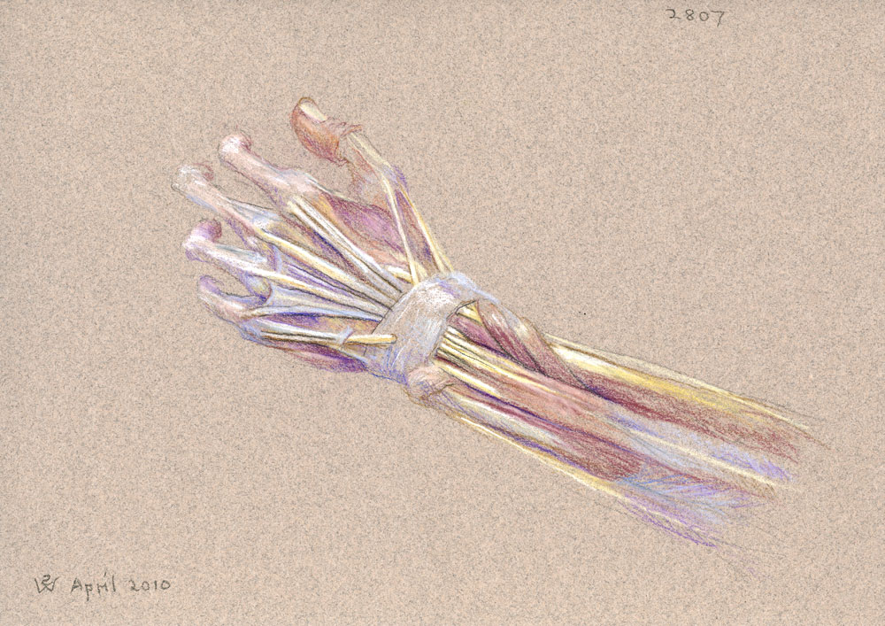Left Hand (Study for 'Dr Freeman's Anatomy Lesson'), 2010, pastel drawing by Australian artist Susan Dorothea White 