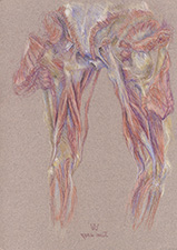 posterior-thigh-muscles-2007-1