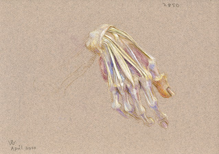 Right Hand (study for 'Dr Freeman's Anatomy Lesson'), 2010, pastel drawing by Australian artist Susan Dorothea White