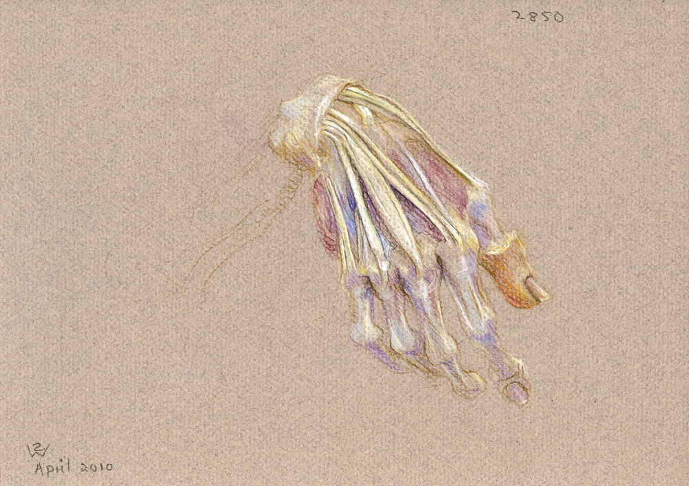 Right Hand (Study for 'Dr Freeman's Anatomy Lesson'), 2010, pastel drawing by Australian artist Susan Dorothea White 