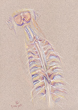spinal-cord-vertebral-canal-meninges-spinal-nerves-cerebellum-2007-1
