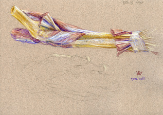 supinator-pronator-1