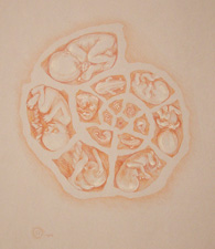 Growth Spiral, 1986 - pastel by Susan Dorothea White